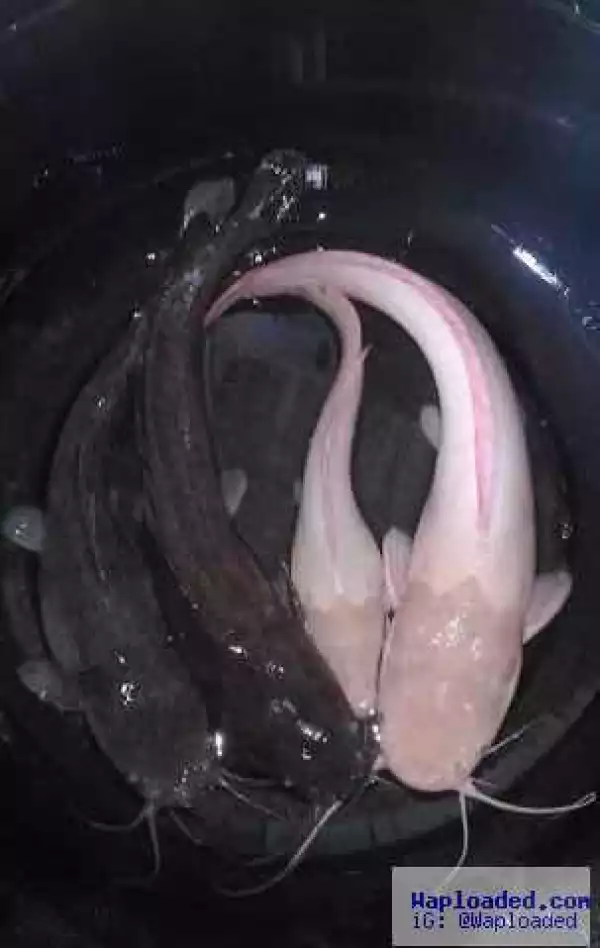 Have You Ever Seen An Albino Catfish? (Photo)
